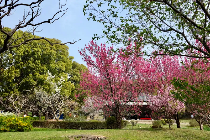 Pink plum blossoms and green trees in a Japanese garden with a traditional pavilion in the background