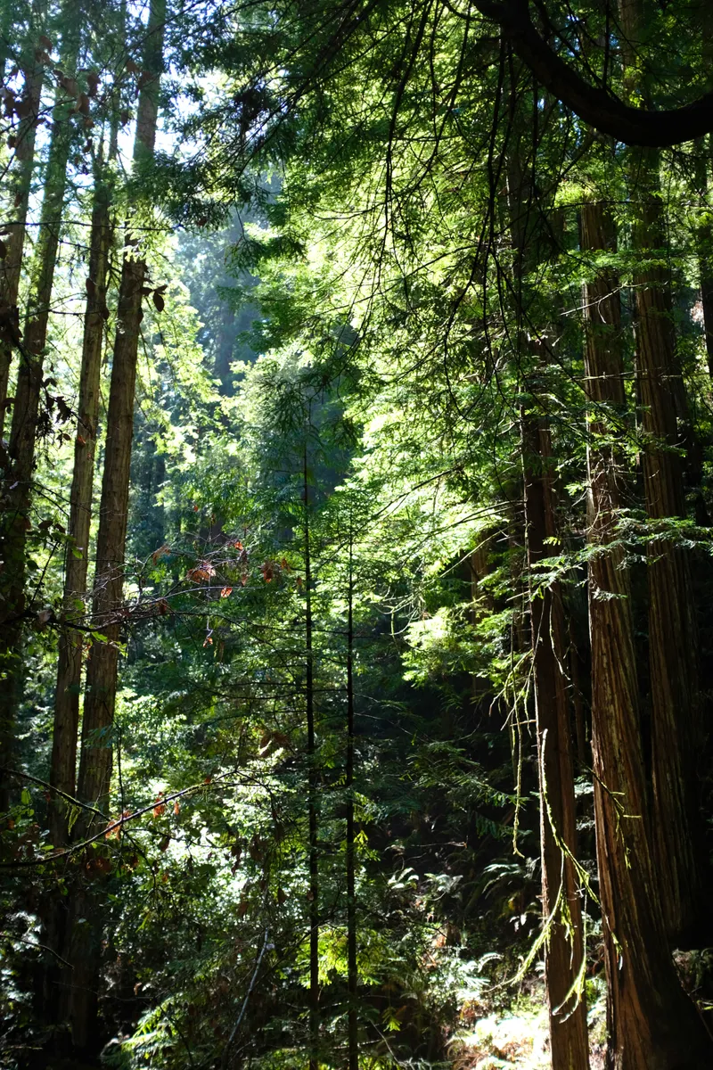 Sunlight filtering through towering redwood trees in a dense Northern California forest