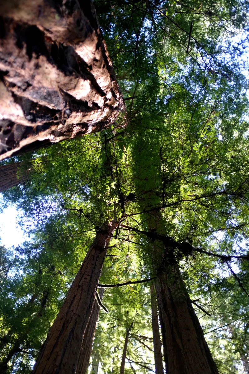 Looking straight up through the canopy of massive redwood trees toward a bright green sky