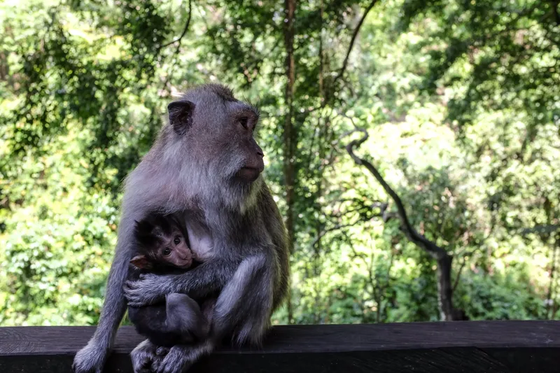 Long-tailed macaque mother cradling her infant on a wooden railing, lush green forest behind them