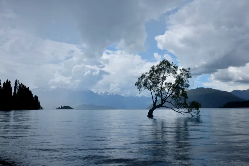 Lone willow tree standing in the calm waters of Lake Wanaka with snow-capped mountains behind