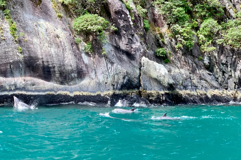 Dolphins surfacing in turquoise water alongside mossy rock cliffs in Milford Sound