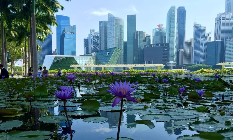 Purple water lilies blooming in a pond with the Singapore financial district skyline behind them